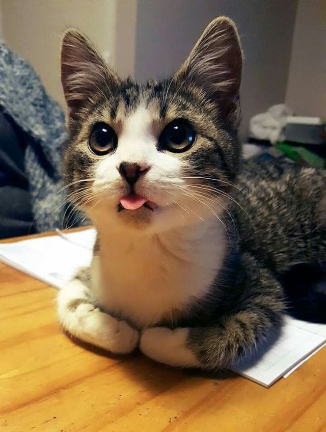 cute super cute kitten