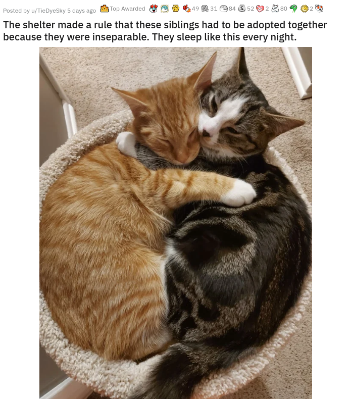 fauna - Posted by Desky 5 days 5 Top Awarded 49993193203004 The shelter made a rule that these siblings had to be adopted together because they were inseparable. They sleep this every night.