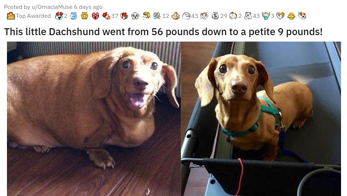 dog weight loss before and after - 37 Posted by uOrnaciamuse 6 days ago Top Awarded 1243 S 29 2343 This little Dachshund went from 56 pounds down to a petite 9 pounds!