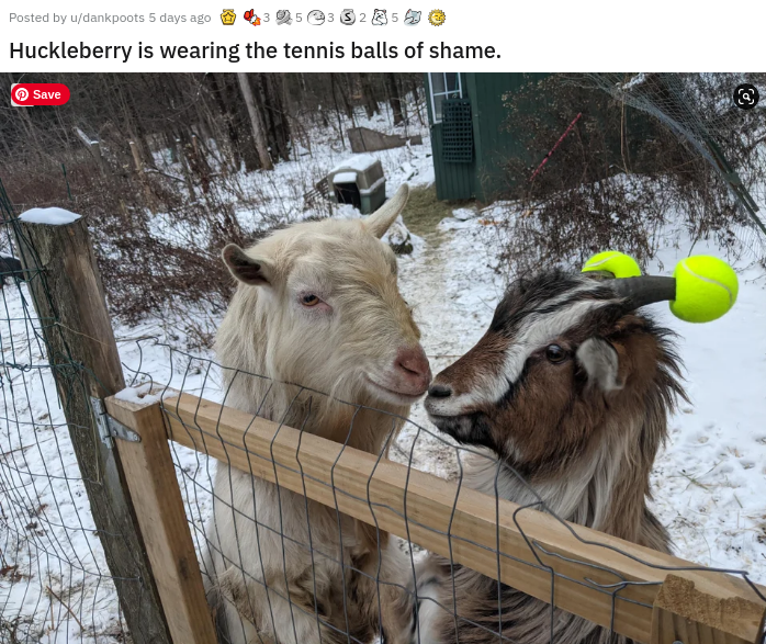 fauna - Posted by udankpoots 5 days ago 53 325 Huckleberry is wearing the tennis balls of shame. Save