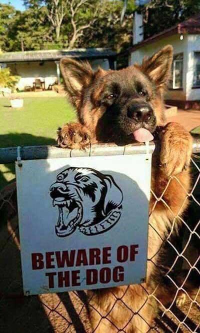 beware of dog puppy - Beware Of The Dog