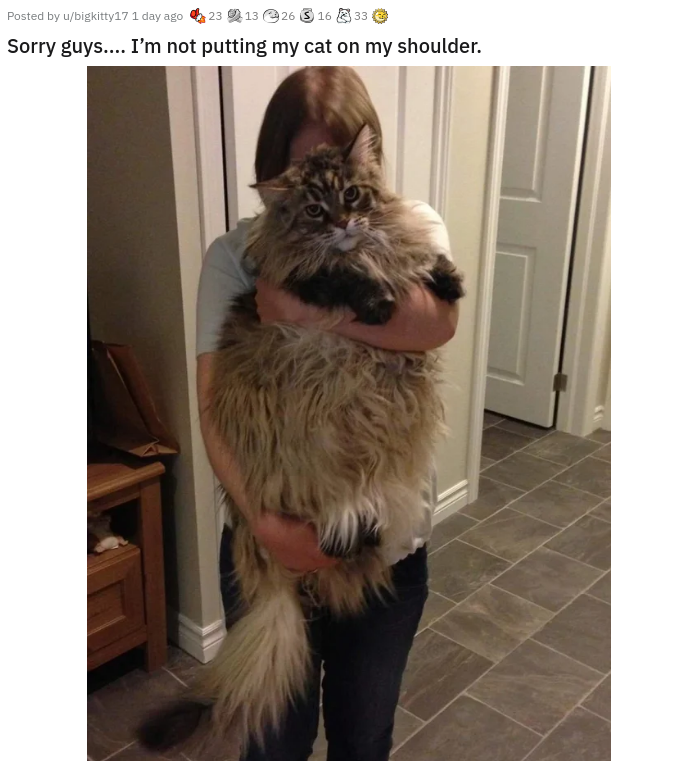 main coon - Posted by whickitty171 day 623 13 26 3 10 33 @ Sorry guys.... I'm not putting my cat on my shoulder.