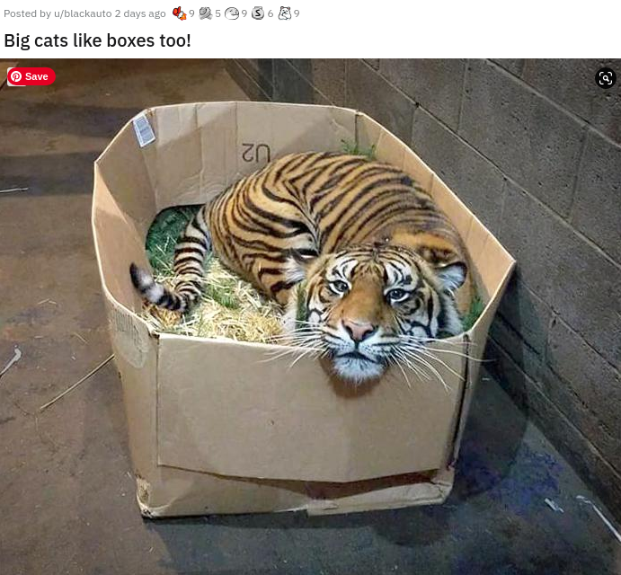 cursed image kitten - 9 Posted by wblackauto 2 days ago Big cats boxes too! Save in