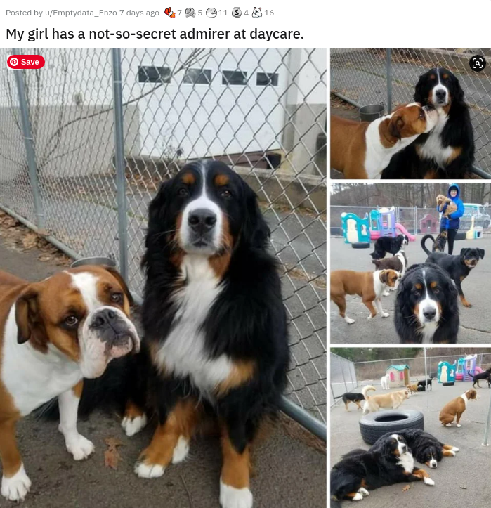 bernese mountain dog - Posted by Empydat_Enzo 7 de 65113416 My girl has a notsosecret admirer at daycare. Save