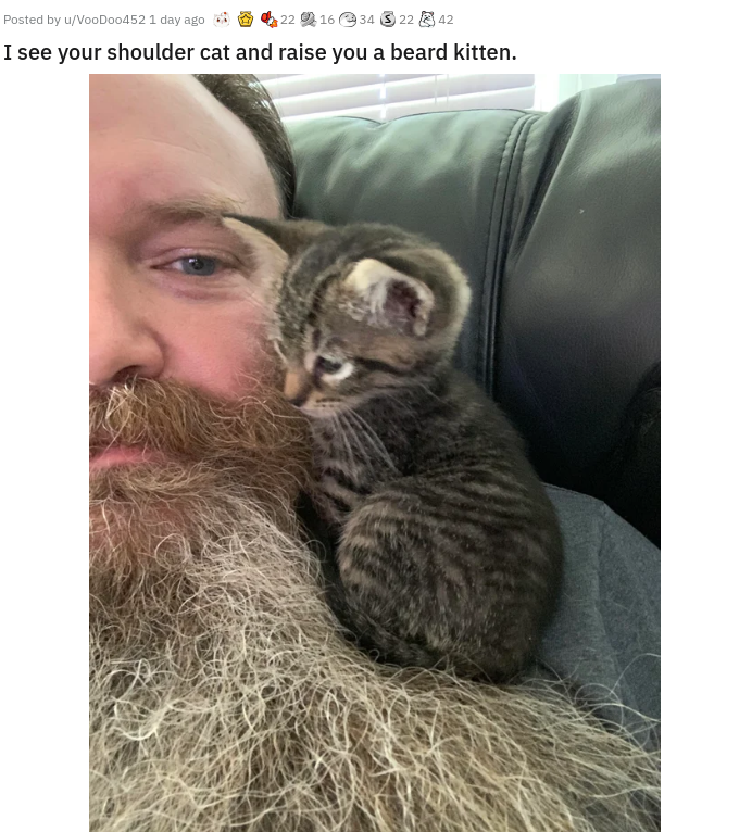 fauna - Posted by wVootlood521 dny 22910334 322 342 I see your shoulder cat and raise you a beard kitten.