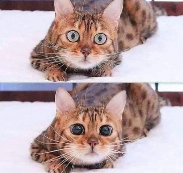 cat dilated pupils meme