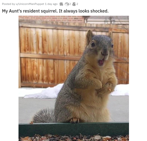 fauna - Posted by uUnicornManPuppet 1 day ago 02 S2 My Aunt's resident squirrel. It always looks shocked.
