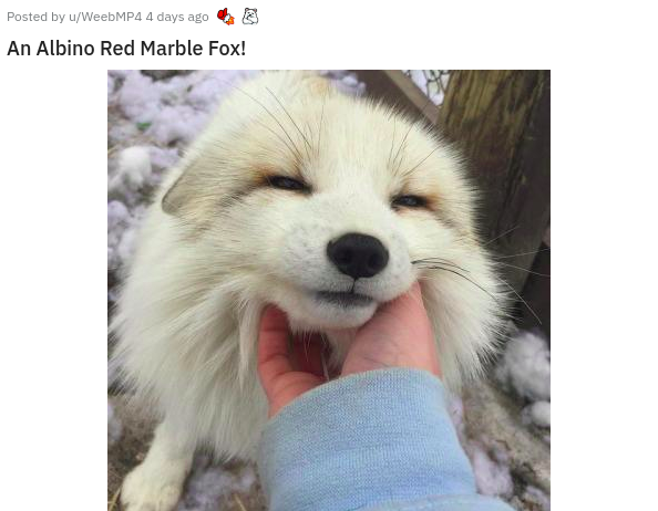 Fox - Posted by uWeebMP4 4 days ago An Albino Red Marble Fox!