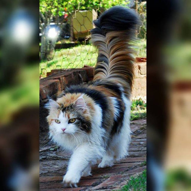 most beautiful calico cats