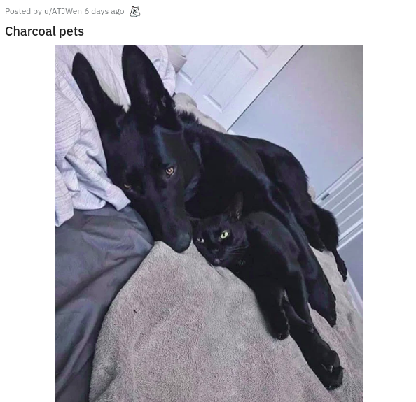 dog - Posted by uATJWen 6 days ago Charcoal pets