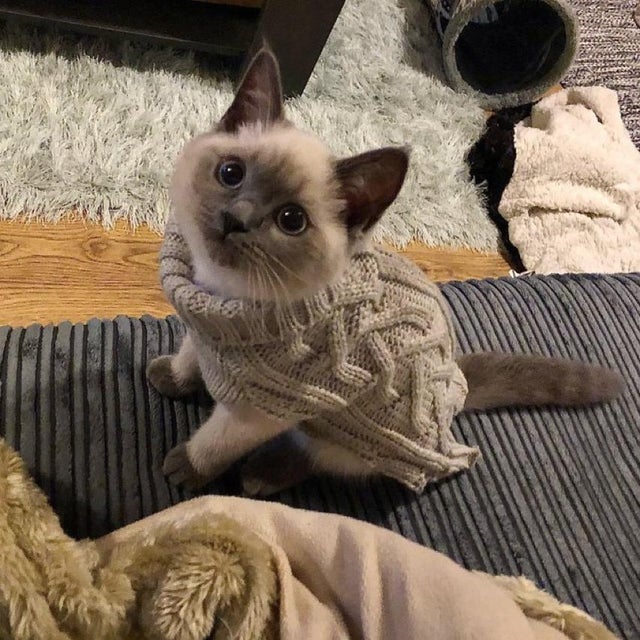kitten wearing cardigan
