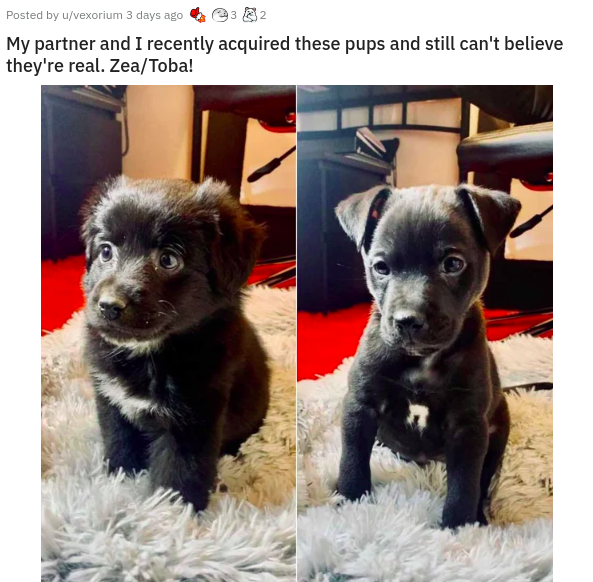 dog - Posted by uvexorium 3 days ago My partner and I recently acquired these pups and still can't believe they're real. ZeaToba!