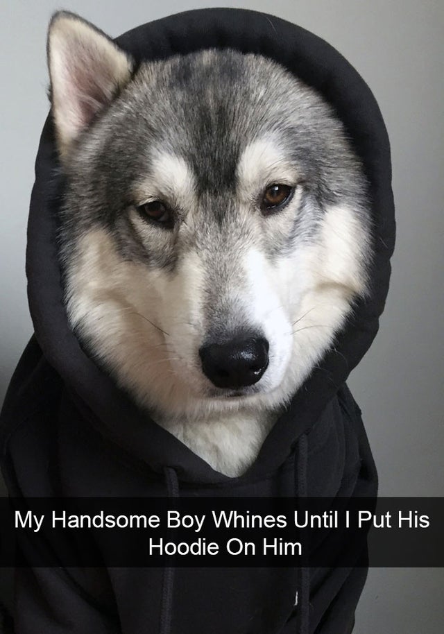 husky vestido - My Handsome Boy Whines Until I Put His Hoodie On Him