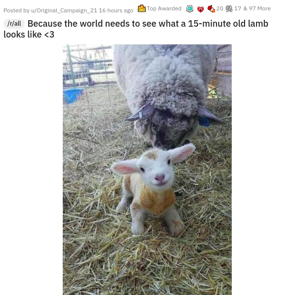 baby lamb - Posted by uoriginal_Campaign_21 16 hours ago Top Awarded 2017 & 97 More ratt Because the world needs to see what a 15minute old lamb looks