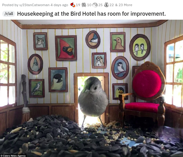 amazing bird houses - Posted by uIstanCatwoman 4 days ago 19 10 25 3 22 & 23 More Itall Housekeeping at the Bird Hotel has room for improvement. 22 Caters News Agency