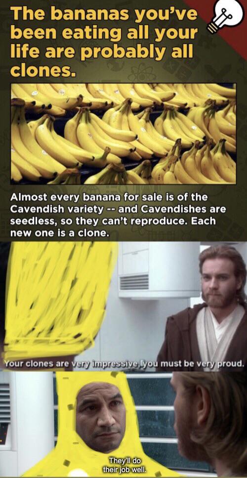 banana - The bananas you've been eating all your life are probably all clones. Almost every banana for sale is of the Cavendish variety and Cavendishes are seedless, so they can't reproduce. Each new one is a clone. Your clones are very impressive, you mu