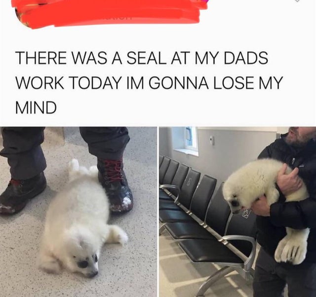 photo caption - There Was A Seal At My Dads Work Today Im Gonna Lose My Mind