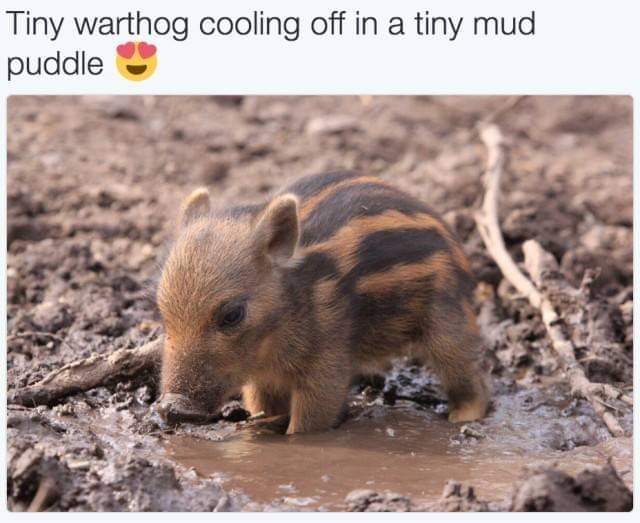 baby warthog - Tiny warthog cooling off in a tiny mud puddle
