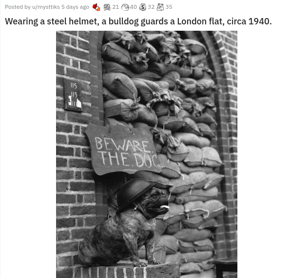 wwii bulldog - Posted by umysttiks 5 days ago 21 40 3 3235 Wearing a steel helmet, a bulldog guards a London flat, circa 1940. 135 J13 Beware. The.Doc