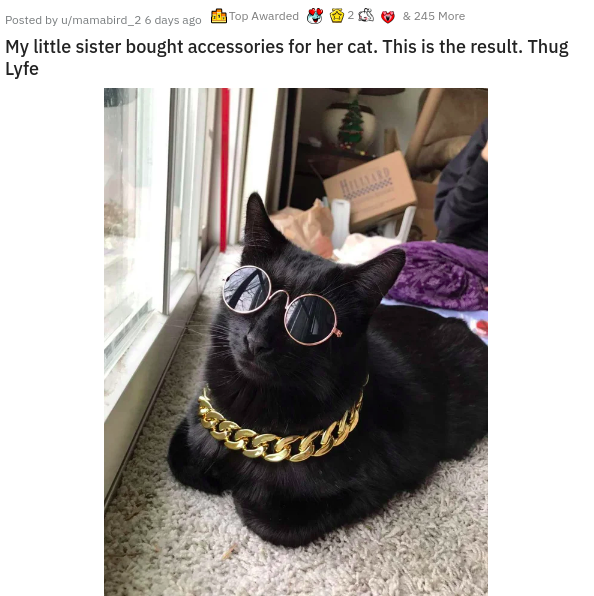 Sunglasses - Posted by umamabird_26 days ago Top Awarded & 245 More My little sister bought accessories for her cat. This is the result. Thug Lyfe