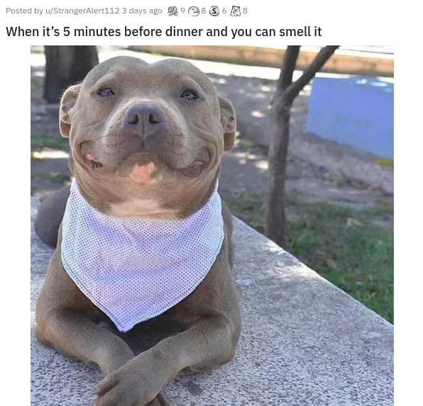 pitbull smile - Posted by StrangerAlert 3 days ago 93628 When it's 5 minutes before dinner and you can smell it