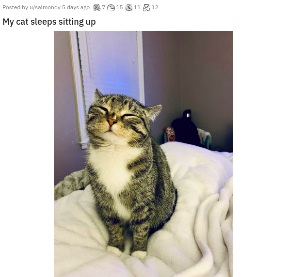 fauna - Posted by usalmondy 5 days ago 715 5 11 12 My cat sleeps sitting up