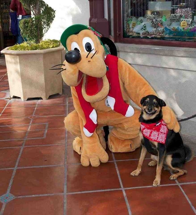 dog smiling with pluto - Mc