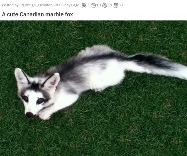 white and black fox - Posted by uForeign_Elevator_783 6 days ago 23 18 S 11 21 A cute Canadian marble fox