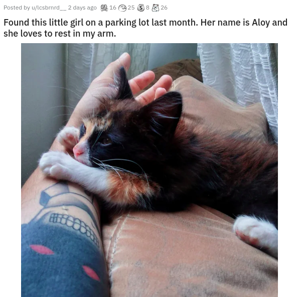 photo caption - Posted by uicsbmrd_2 days ago 1625 26 Found this little girl on a parking lot last month. Her name is Aloy and she loves to rest in my arm.