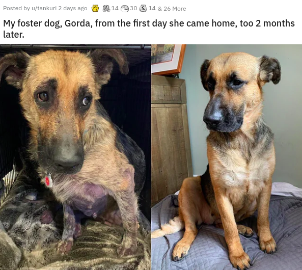 street dog - Posted by u tankuri 2 days ago 14 30 3 14 & 26 More My foster dog, Gorda, from the first day she came home, too 2 months later.