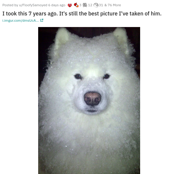Posted by uFloofySamoyed 6 days ago 12 31 & 76 More I took this 7 years ago. It's still the best picture I've taken of him. i.imgur.comdmsc... C