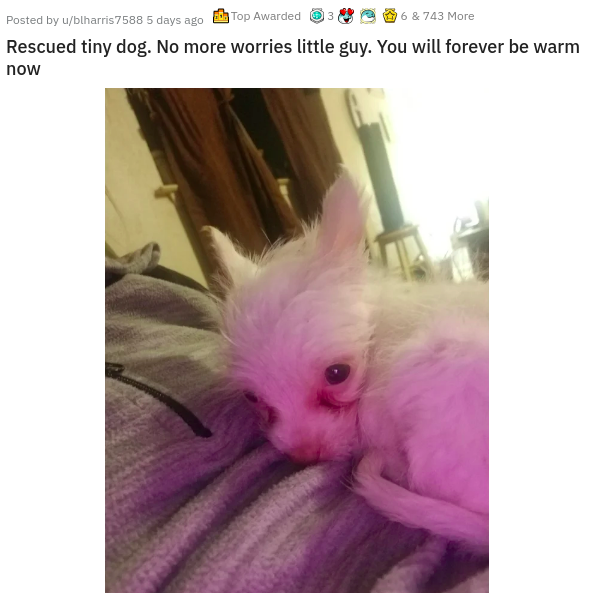 photo caption - Posted by ublharris 7588 5 days ago Top Awarded 3 6 & 743 More Rescued tiny dog. No more worries little guy. You will forever be warm now