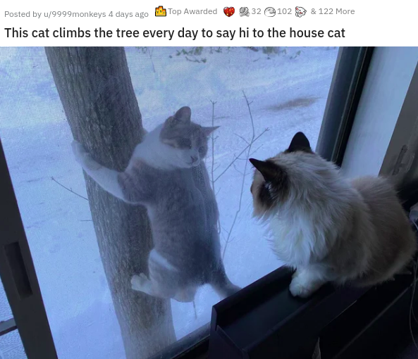 photo caption - Posted by u9999monkeys 4 days ago Top Awarded 32 102&122 More This cat climbs the tree every day to say hi to the house cat