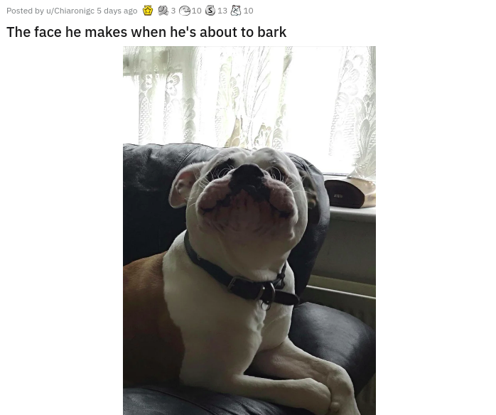 dog - Posted by uChiaronigc 5 days ago 310 S 13 10 The face he makes when he's about to bark