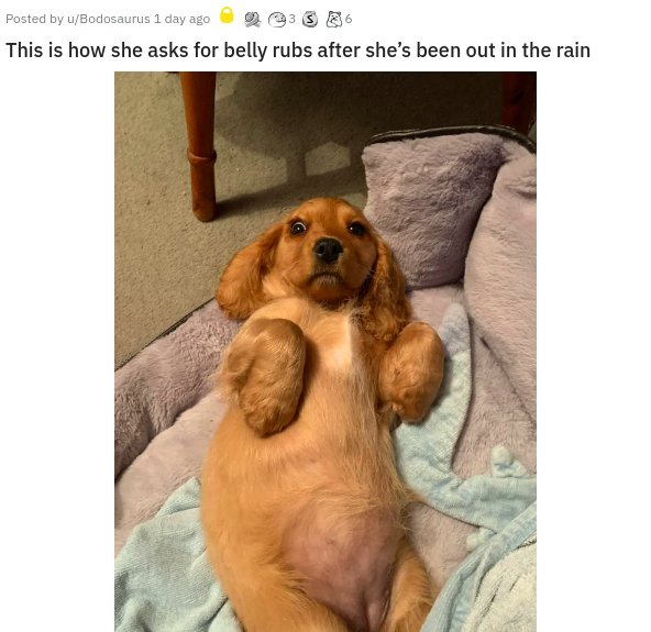dog - Posted by uBodosaurus 1 day ago 23 S 6 This is how she asks for belly rubs after she's been out in the rain