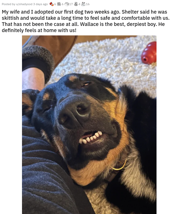 dog - Posted by shadood day My wife and I adopted our first dog two weeks ago. Shelter said he was skittish and would take a long time to feel safe and comfortable with us. That has not been the case at all. Wallace is the best, derpiest boy. He definitel