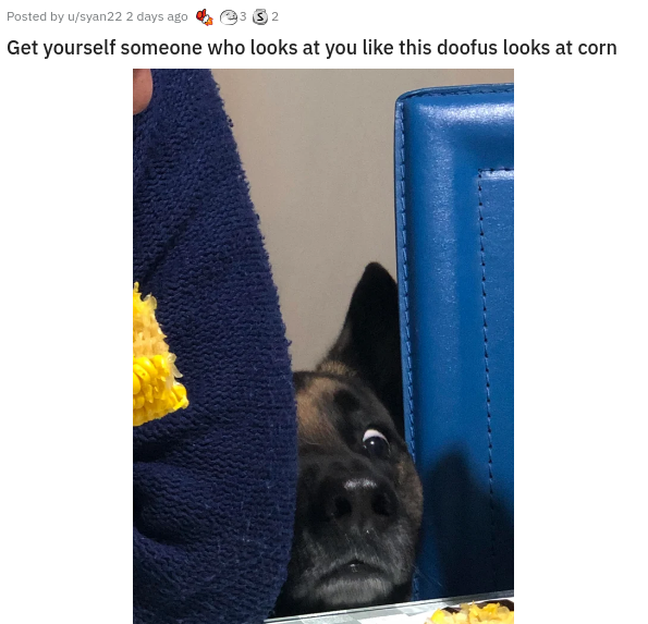 fauna - Posted by usyan22 2 days ago 3 3 2 Get yourself someone who looks at you this doofus looks at corn