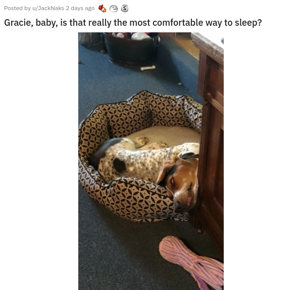 dog - Posted by uJackNaks 2 days ago Gracie, baby, is that really the most comfortable way to sleep?