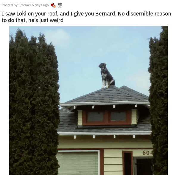 roof - Posted by urolacl 6 days ago I saw Loki on your roof, and I give you Bernard. No discernible reason to do that, he's just weird 604