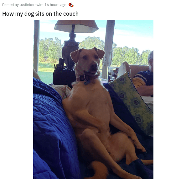 dog - Posted by uslinkorswim 16 hours ago How my dog sits on the couch