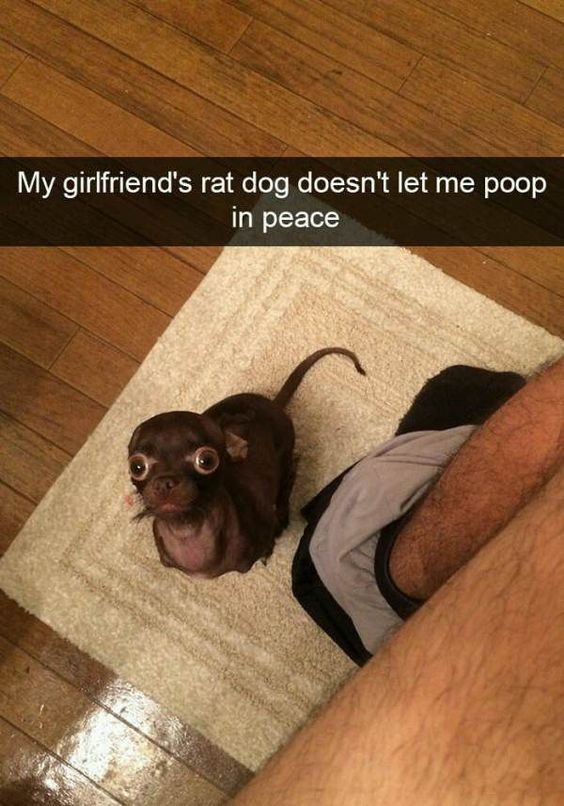 thunder dungeon - My girlfriend's rat dog doesn't let me poop in peace