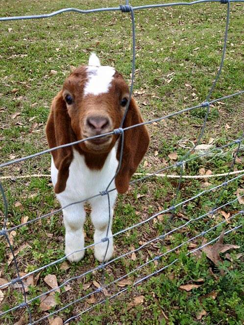 cute boer goat