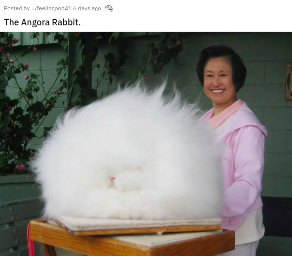 most fluffy bunny - Posted by ufeelingood41 6 days ago The Angora Rabbit.