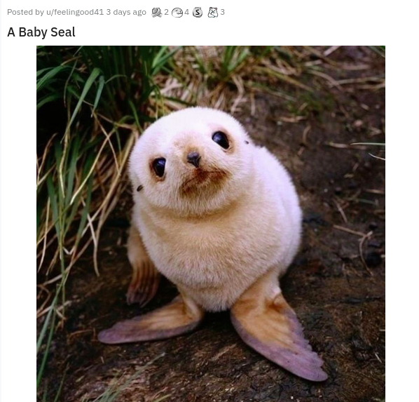 baby seal - Posted by uTeetingood41 3 days ago 2483 A Baby Seal