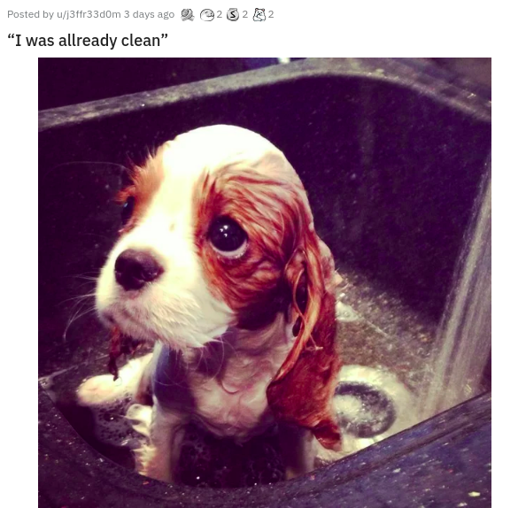 saddest puppy ever - Posted by U137fr33dom 3 days ago I was allready clean
