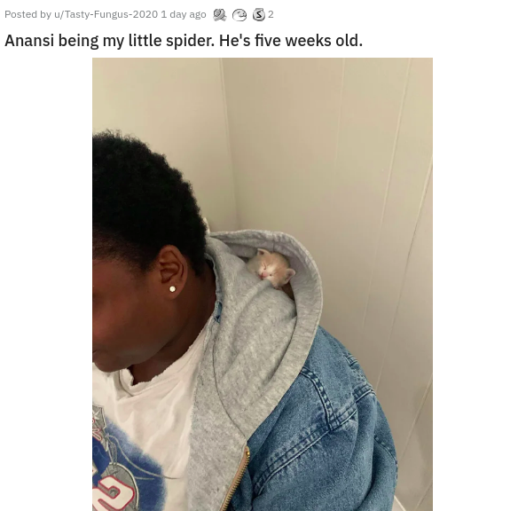 shoulder - Posted by uTastyFungus2020 1 day ago Anansi being my little spider. He's five weeks old.