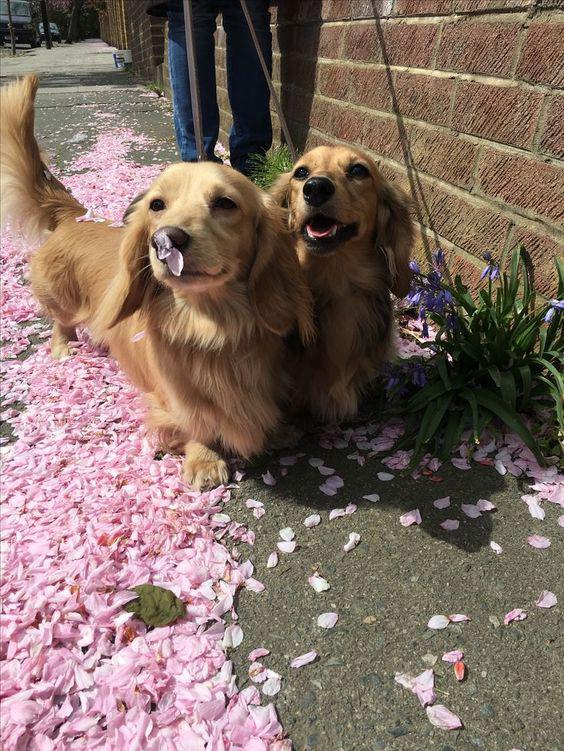 dachshund smelling flowers