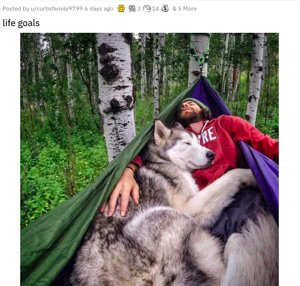 husky hammock - 314 3 & 5 More Posted by ucurtisfamily 9799 6 days ago Life goals Re
