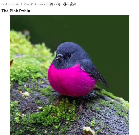 Posted by ufeelingood41 4 days ago 24333 The Pink Robin