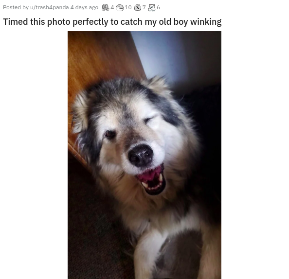 dog - Posted by utrash4panda 4 days ago 410 376 Timed this photo perfectly to catch my old boy winking